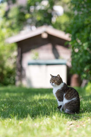 tabby white british shorthairt cat sitting in the garden in front of summerhouse on a sunny day observing the areaの写真素材