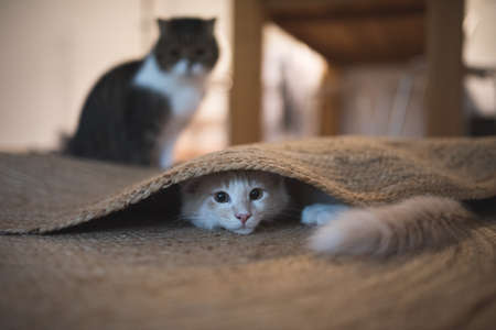 red cream colored maine coon kitten hiding under the carpet. another cat is standing in the backgroundの写真素材