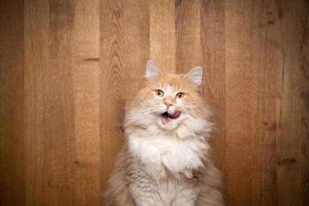 cream tabby maine coon cat in front of wooden background with copy space looking at camera licking over lips with mouth openの写真素材