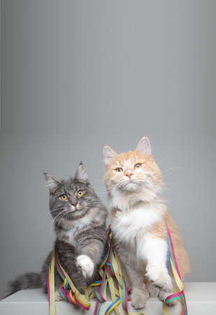 funny portrait of two maine coon cats surrounded by paper streamer raising their paw simultaneously looking at camera begging for treatsの写真素材
