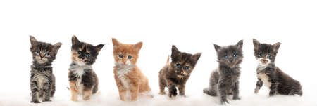 group of cute 5 week old maine coon kittens looking at camera curiously isolated on white backgroundの写真素材