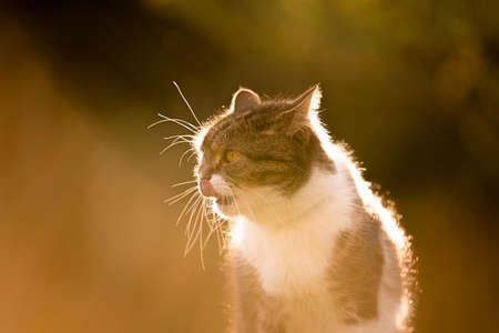 portrait of a tabby white british shorthair cat in sunset with copy spaceの写真素材