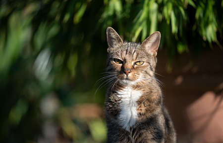tabby cat portrait outdoors in the back yard on a sunny day