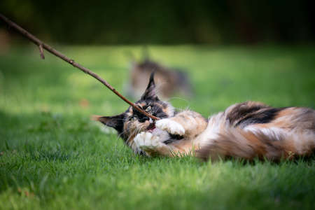 playful calico maine coon kitten playing with a stick outdoors in gardenの写真素材