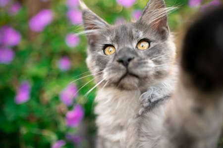 cute black smoke maine coon kitten reaching camera touching lens with paw