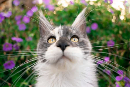 maine coon kitten portrait with pink flowers in backgroundの写真素材