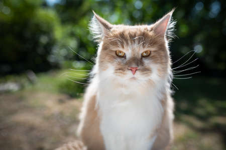 portrait of a cream tabby ginger maine coon cat outdoors in nature looking at camera on a sunny summer dayの写真素材