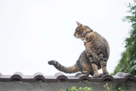 low angle view of a tabby domestic shorthair cat standing on top of a wall observing the areaの写真素材