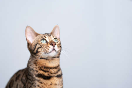 studio portrait of a young bengal cat looking up in front of white background