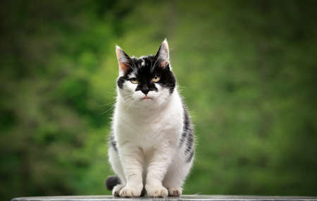 portrait of a black and white cat with beautiful pattern on face outdoors in green nature sitting on...