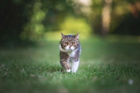 front view of a tabby white british shorthair cat walking towards camera in the garden on a summer dayの写真素材