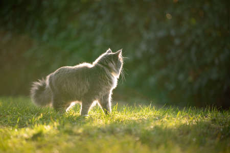 curious blue tabby maine coon cat standing on grass outdoors in nature looking awayの写真素材