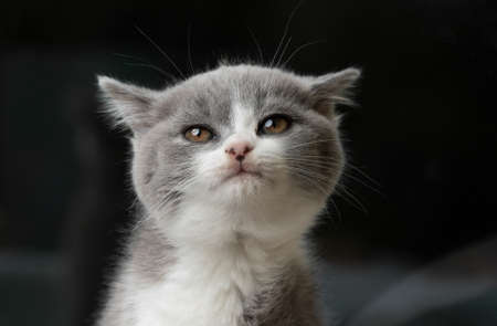 cute young blue white british shorthair kitten making a cute face