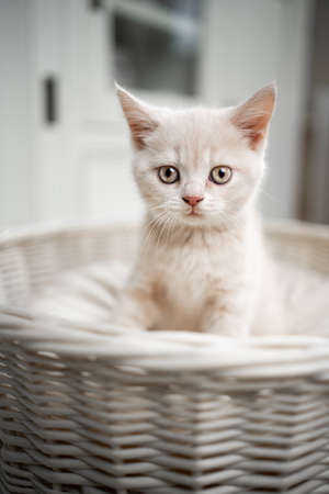 cute cream colored british shorthait kitten sitting on pet bed looking at cameraの写真素材