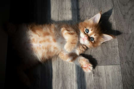 cute ginger tabby maine coon kitten lying in the sun next to window looking at camera