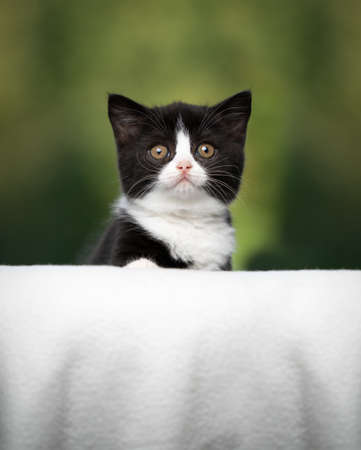 young black and white tuxedo british shorthair kitten on beige blanket looking curiouslyの写真素材