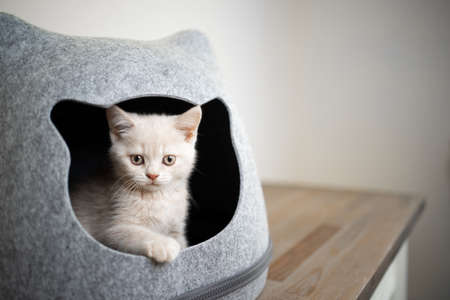 cute cream colored british shorthair kitten inside of pet cave looking out at cameraの写真素材