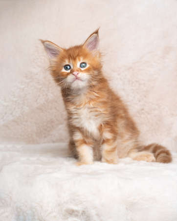 cute red ginger tabby maine coon kitten studio portrait with copy spaceの写真素材