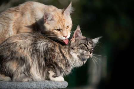 maine coon cat grooming another cats fur outdoors in sunlightの写真素材