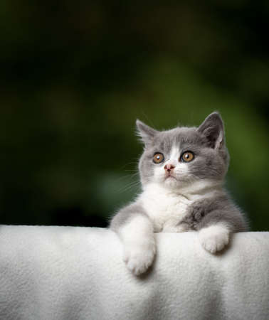 cute british shorthait kitten beding over edge of sofa or couch with copy spaceの写真素材