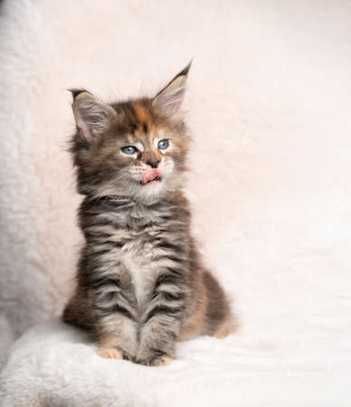 cute calico maine coon kitten sitting on blanket licking lips with copy spaceの写真素材