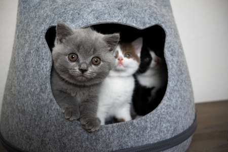 three different colored curious and shy british shorthait kittens inside of cat pet cave