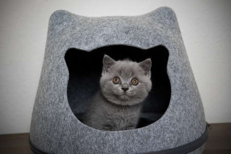 fluffy british shorthair kitten inside of cat head shaped cave looking out curiouslyの写真素材