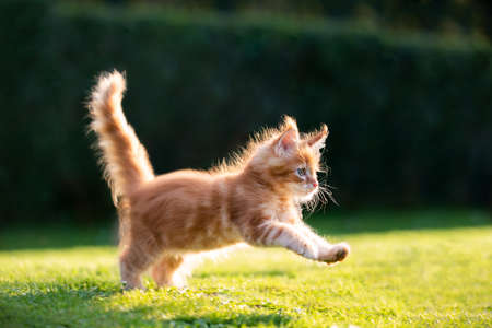 playful red ginger tabby maine coon kitten running on grass outdoors in sunlightの写真素材