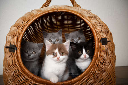 group of five different colored british shorthair kittens together resting inside of basket pet carrier looking outの写真素材