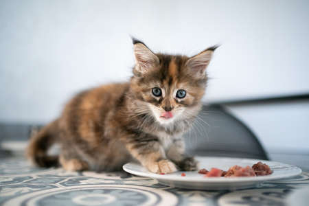 cute hungry calico maine coon kitten eating fresh raw cat food from dish licking lipsの写真素材