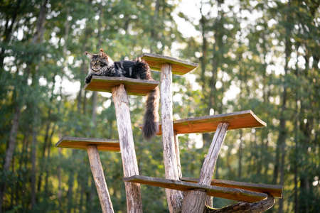 tabby maine coon cat resting on natural scratching post tree plank outdoors in forestの写真素材