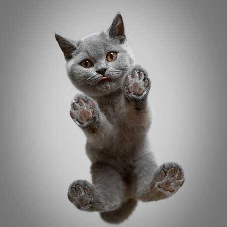 bottom view of a cute gray british shorthair kitten standing on glass table looking down at camera sticking out small tongueの写真素材