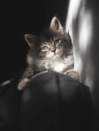 front view of a blue tabby maine coon kitten lying on the sofa in the sunlight looking at cameraの写真素材