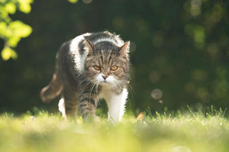 outdoors portrait of a tabby white british shorthair cat walking on grass in nature right before...