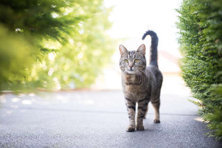 tabby domestic shorthair cat standing on the roof between some coniferous trees on a sunny dayの写真素材