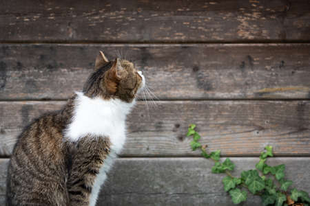 side view close up of a tabby white british shorthair cat in front of wood background looking at somethingの写真素材