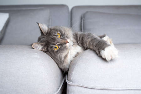 young tired tabby maine coon cat lying on side on gray couch in gap looking relaxed