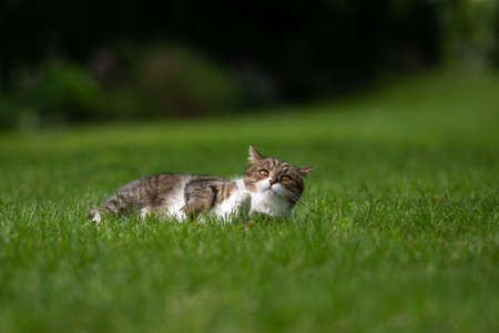 tabby white british shorthair cat lying on side on grass in the back yard relaxing looking at camera curiously with a funny facial expressionの写真素材