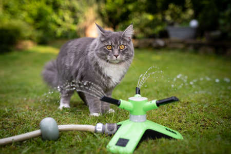 young playful blue tabby maine coon cat standing behind garden sprinkler outdoors on grass on a hot summer day looking at camera curiouslyの写真素材