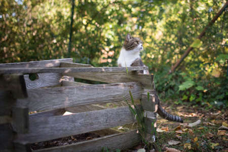 tabby white british shorthair cat leaning against compost bin looking at garden viewの写真素材