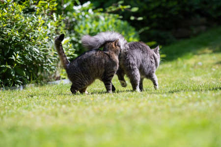 Tabby cat smelling on the butt of a young blue tabby maine coon cat outdoors in the back yard on a sunny dayの写真素材