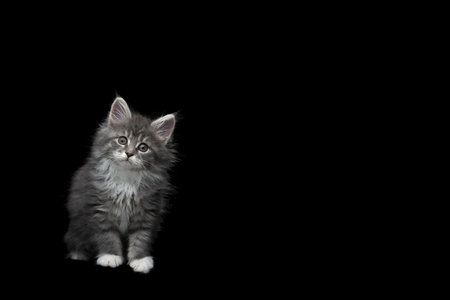 front view of an 8 week old blue tabby maine coon kitten sitting, tilting head, looking at camera on black studio backgroundの写真素材
