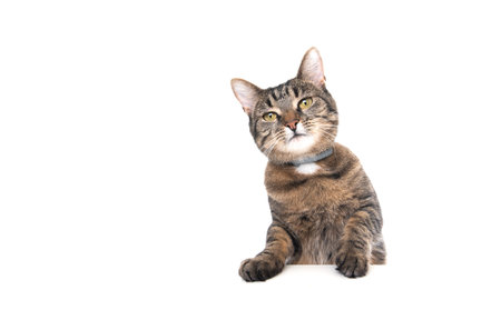 Tabby cat isolated on white background leaning on banner with copy space looking at camera with paws on table begging for foodの写真素材