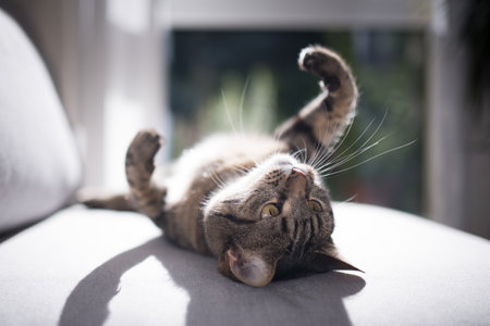 tabby domestic shorthair cat lying on back in sunlight on gray sofaの写真素材
