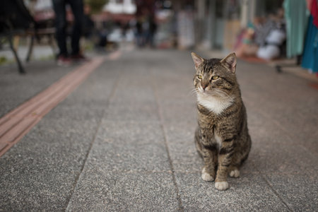 tabby turkish stray cat waiting for tourists in front of souvenir shopsの写真素材