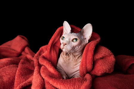 portrait of hairless sphynx cat wrapped in warm red blanket looking up to the sideの写真素材