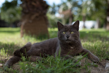 turkish stray cat on hotel area terrain garden ralxing in front of palm tree