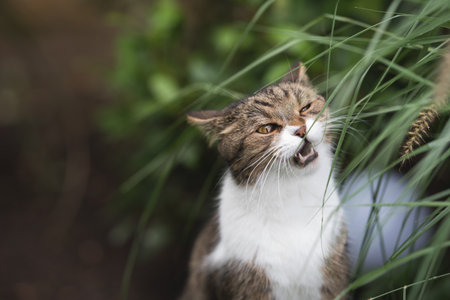 tabby british shorthair cat chewing on pampas grass in the back yard with opened mouthの写真素材