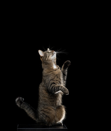 tabby shorthair cat begging for treats on black studio backgroundの写真素材