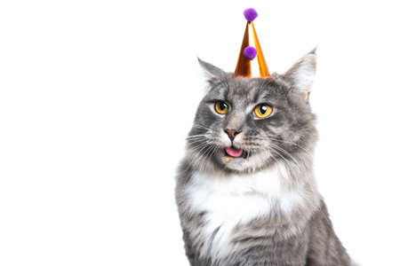 funny portrait of maine coon cat wearing a funny birthday hat sticking out tongue in front of white background with copy spaceの写真素材